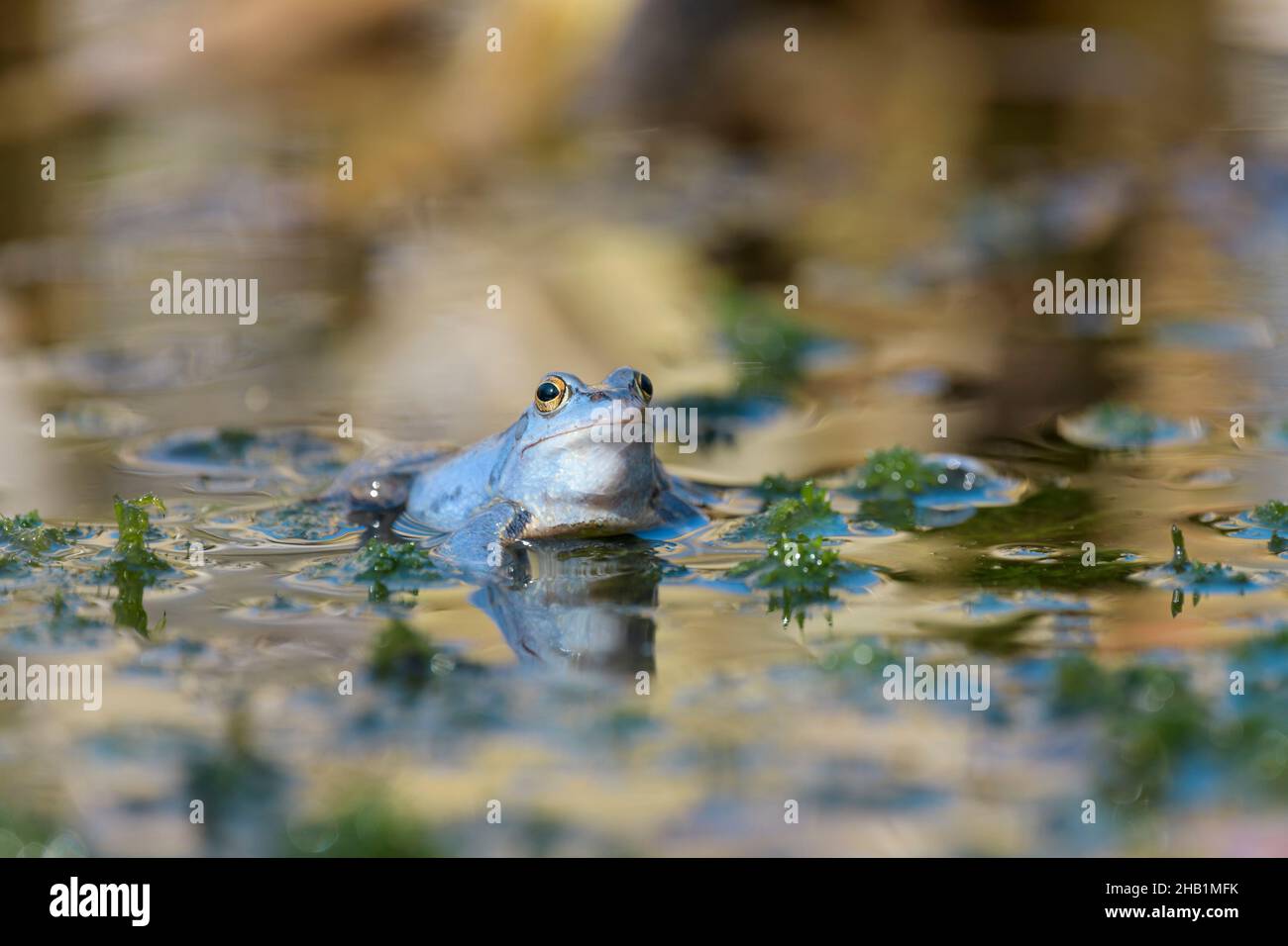 Maennlicher Moorfrosch, Rana arvalis, Male Moor Frog Foto Stock