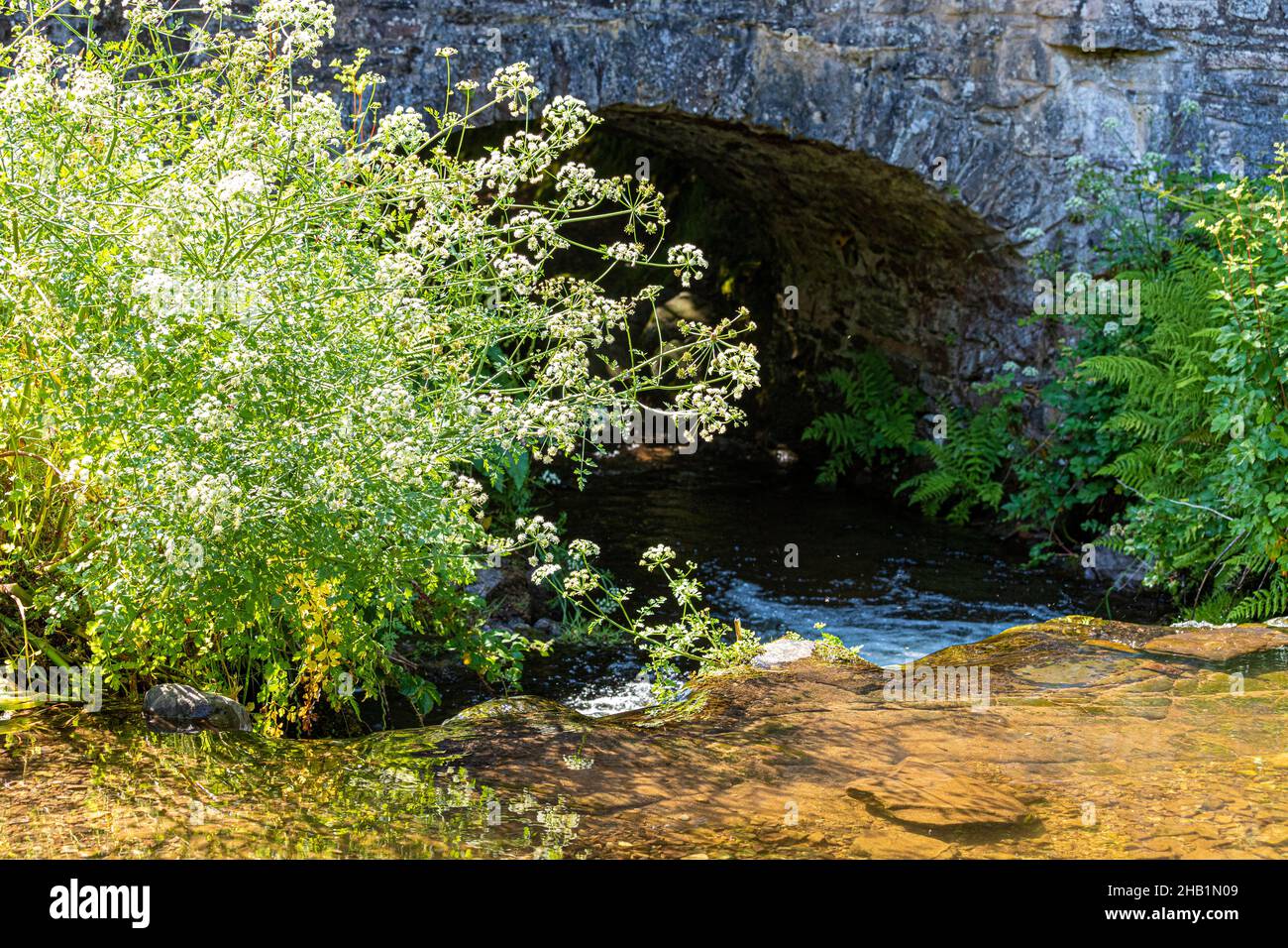 Un flusso di Exmoor in estate - Hemlock (acqua Dropwort) che fiorisce accanto a Weir acqua che scorre sotto Robbers Bridge, Somerset UK Foto Stock
