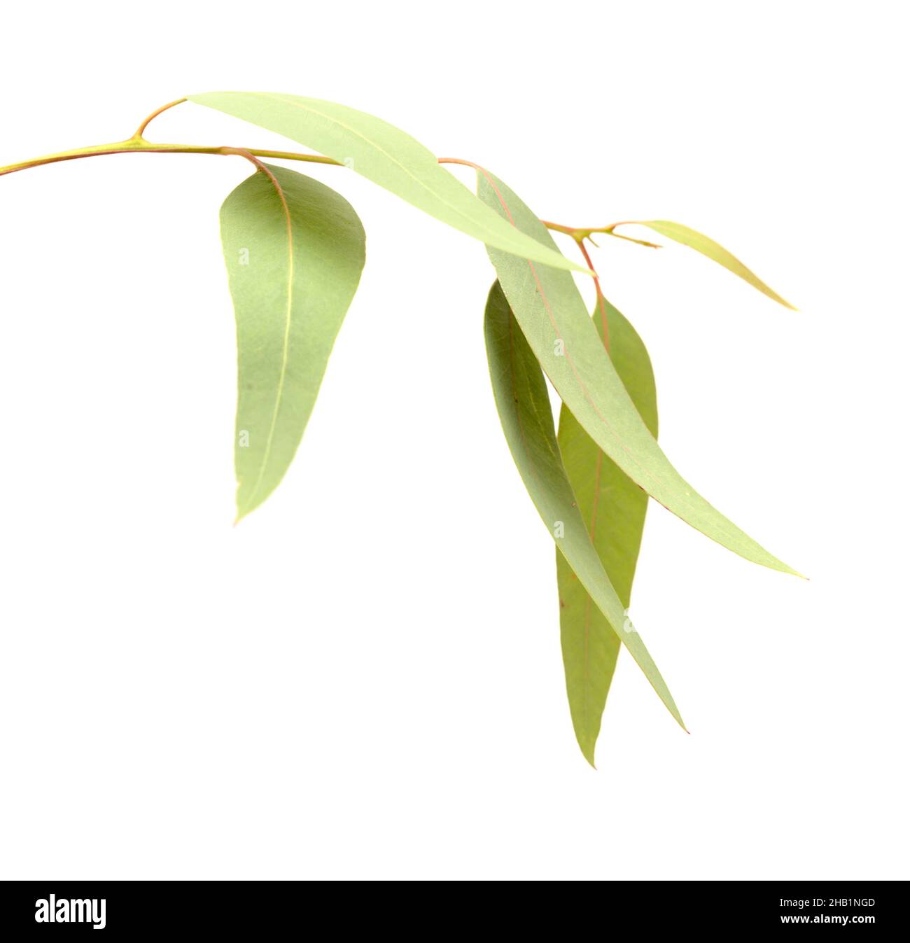 Flora di Gran Canaria - Eucalyptus camaldulensis, specie introdotta, isolato su sfondo bianco Foto Stock