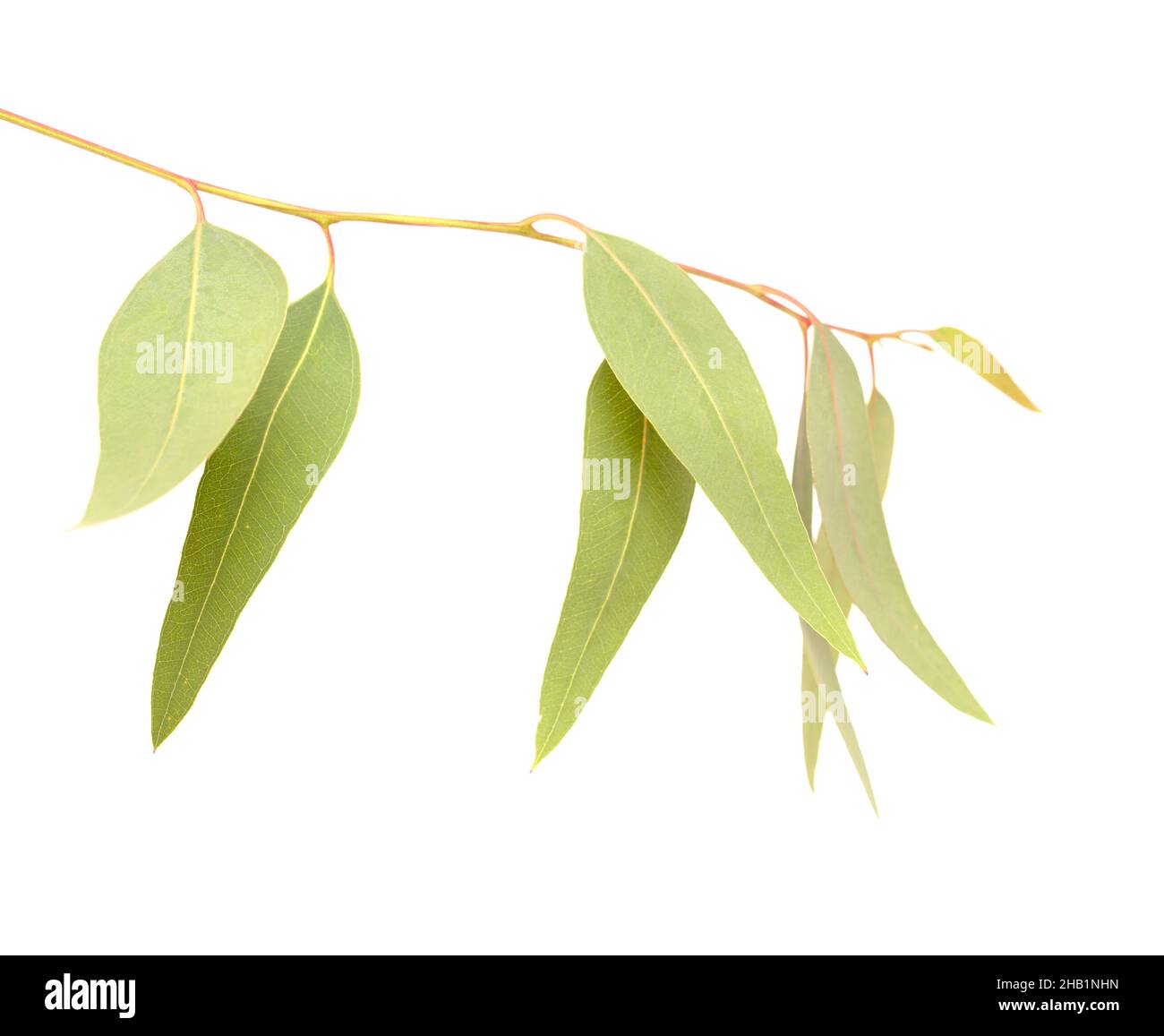 Flora di Gran Canaria - Eucalyptus camaldulensis, specie introdotta, isolato su sfondo bianco Foto Stock