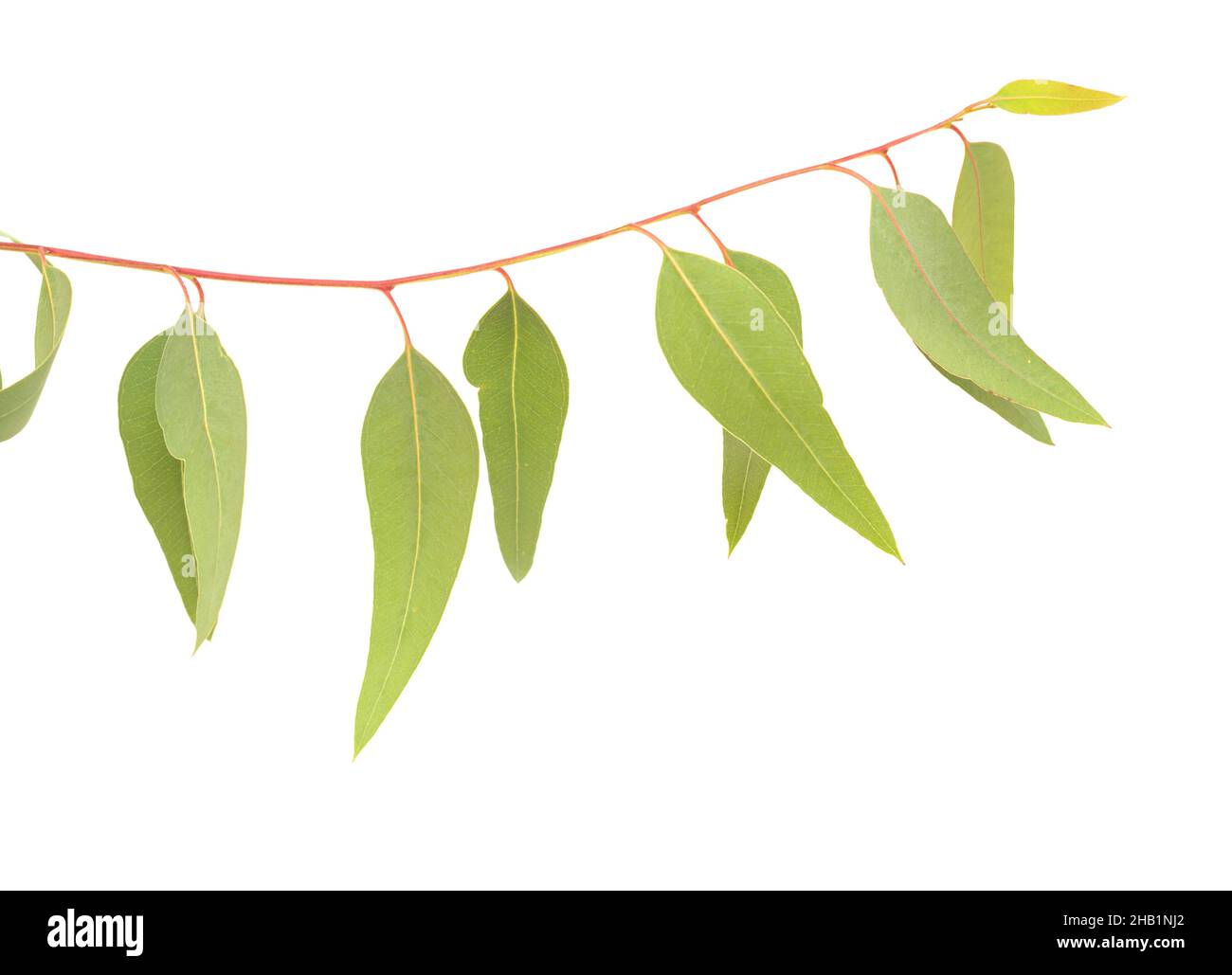 Flora di Gran Canaria - Eucalyptus camaldulensis, specie introdotta, isolato su sfondo bianco Foto Stock