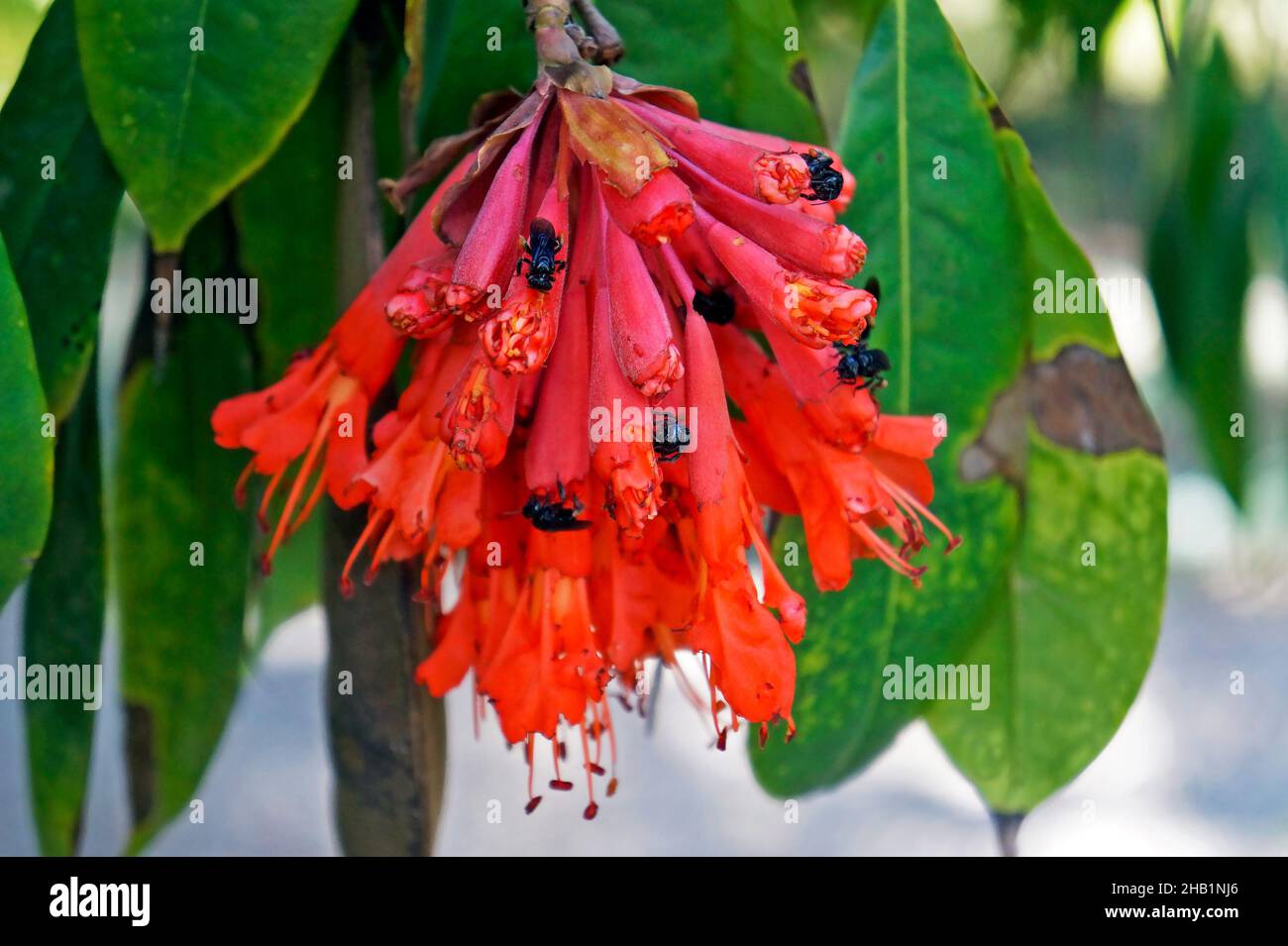 Fiori di fagiolo di fiamma scarlatto o fiori di rosa di montagna (GRANDIGENEA Brownea), Rio, Brasile Foto Stock