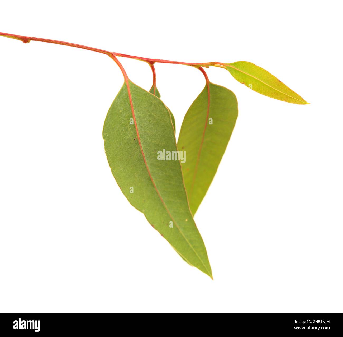 Flora di Gran Canaria - Eucalyptus camaldulensis, specie introdotta, isolato su sfondo bianco Foto Stock