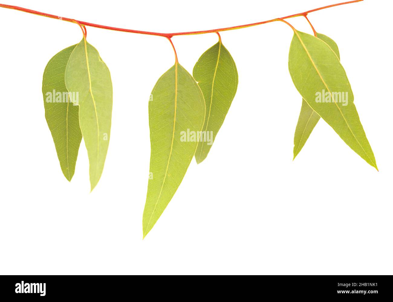 Flora di Gran Canaria - Eucalyptus camaldulensis, specie introdotta, isolato su sfondo bianco Foto Stock