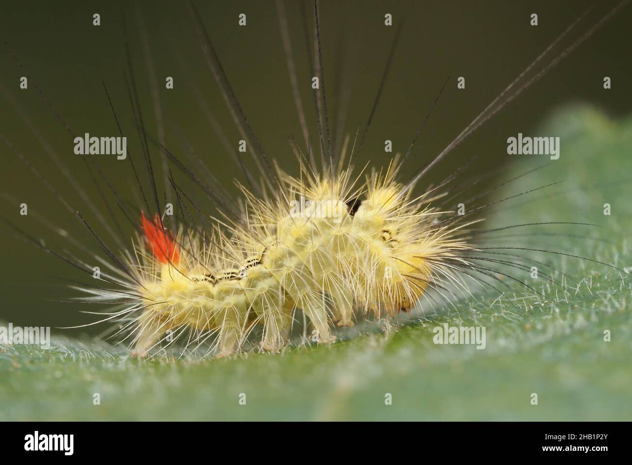 Giovane pale Tussock Moth caterpillar (Calliteara pudibunda). Tipperary, Irlanda Foto Stock