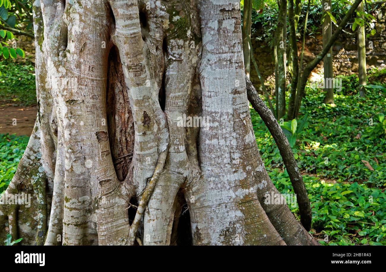 Tronco di albero con radici su foresta tropicale Foto Stock