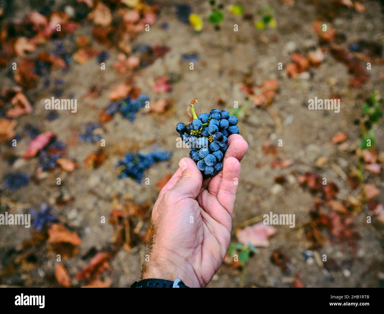 Un grappolo di uve tenuto in mano a un maschio caucasico Foto Stock