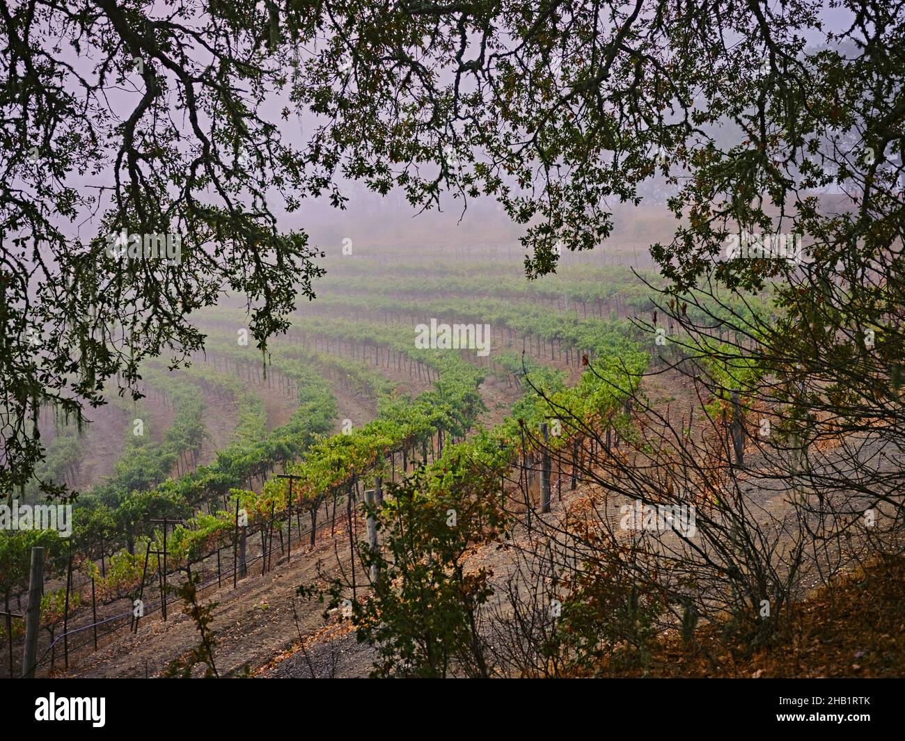 Un vigneto terrazzato visto attraverso querce Foto Stock