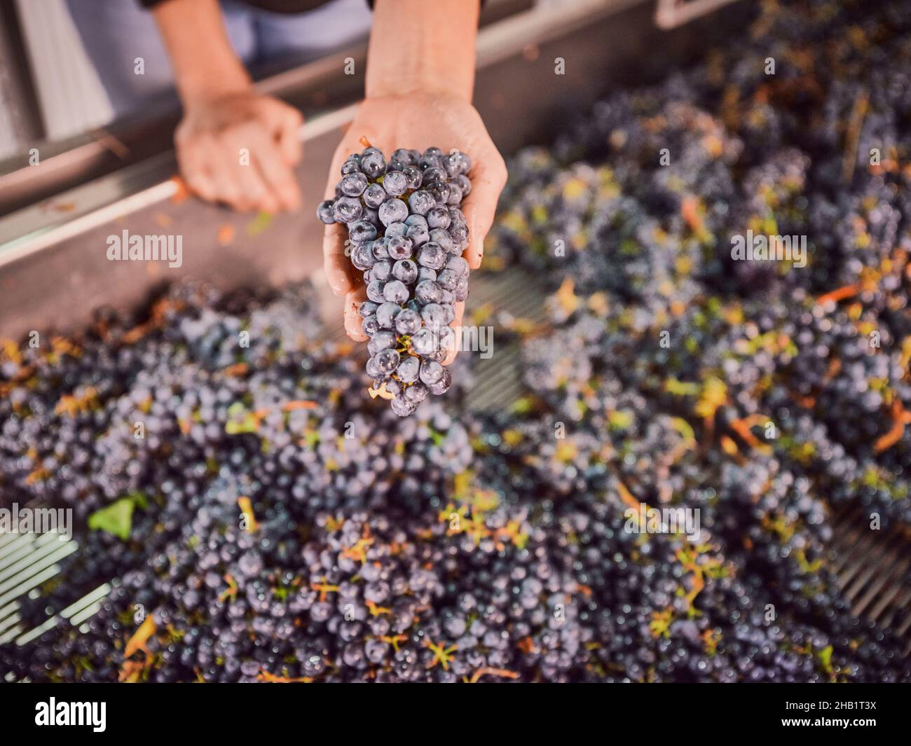 Il lavoratore agricolo tiene un grappolo di uve durante la vinificazione Foto Stock