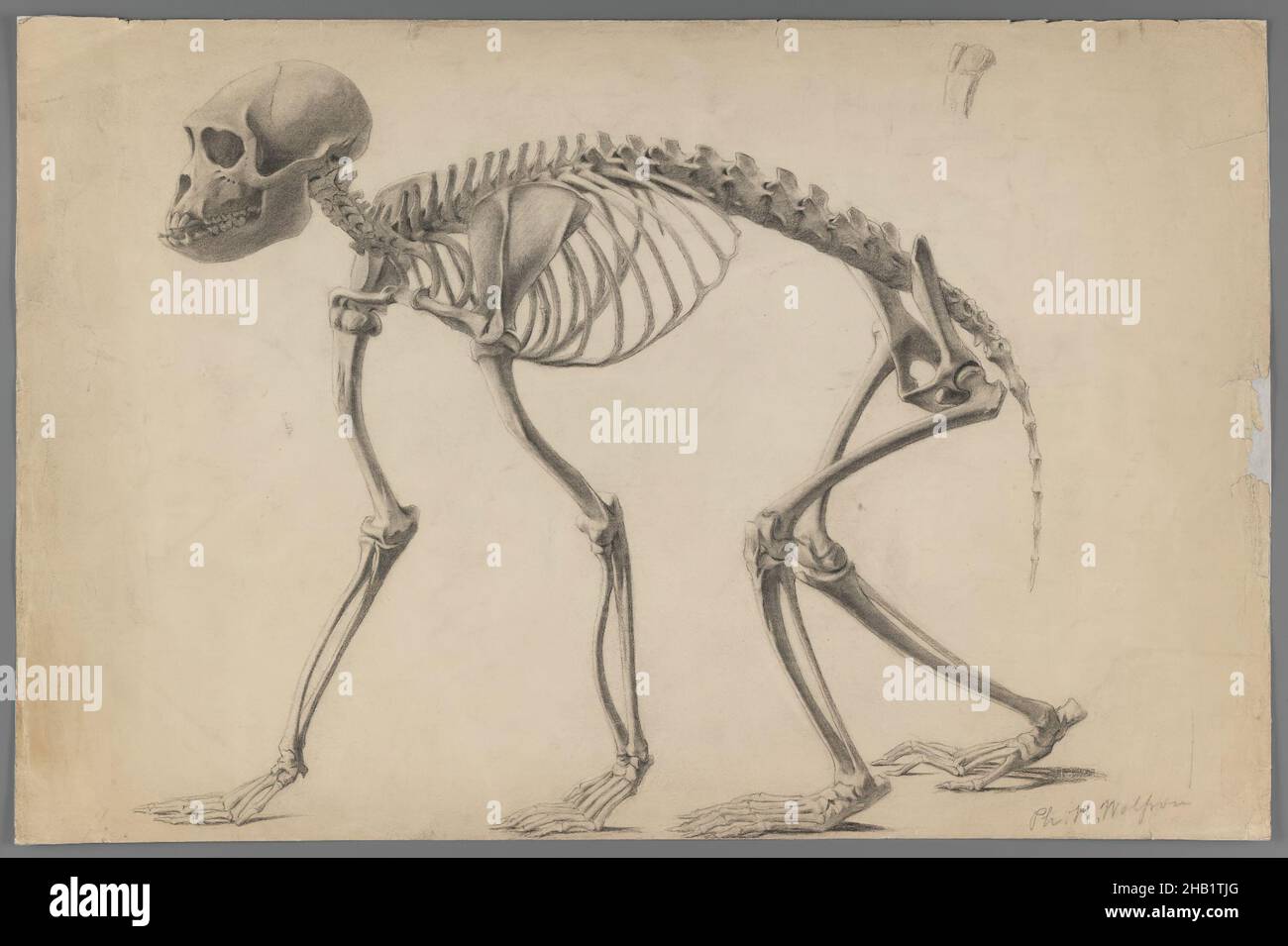 Scheletro di un Primate, Philip H. Wolfrom, americano, 1870-1904, grafite su carta, N.d., foglio: 12 15/16 x 19 7/16 pollici, 32,9 x 49,4 cm, ape, beige, ossa, scimmia, toni neutri, gabbia toracica, scheletro, cranio, colonna vertebrale, coda, osso posteriore Foto Stock