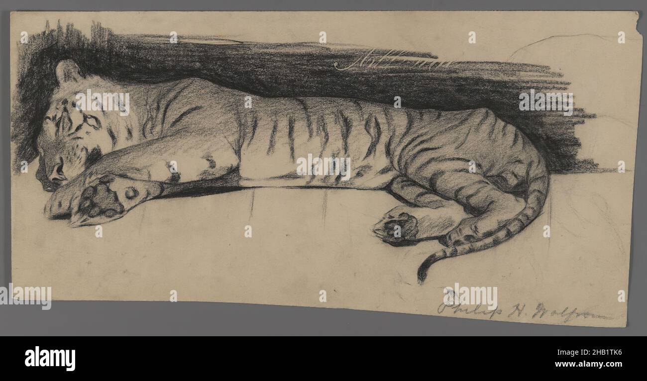 Sleeping Tiger, Philip H. Wolfrom, americano, 1870-1904, carbone su carta, N.d., foglio: 6 3/8 x 12 7/16 pollici, 16,2 x 31,6 cm Foto Stock