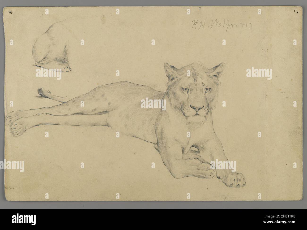 Lioness seduto, Philip H. Wolfrom, americano, 1870-1904, grafite su carta, N.d., foglio: 6 x 9 1/4 pollici, 15,2 x 23,5 cm, animale Foto Stock