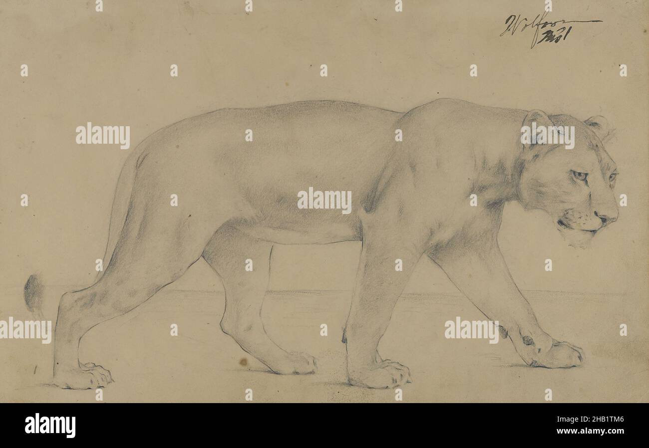 Striding Lioness, Philip H. Wolfrom, American, 1870-1904, Graphite su carta montata su cartone, n.d., foglio: 6 x 9 1/4 in., 15,2 x 23,5 cm, Africa, animale, gatto grande, gatto, disegno, felino, grazia, grafite, leone, lioness, montato, cartone, ritratto, striping, a piedi Foto Stock