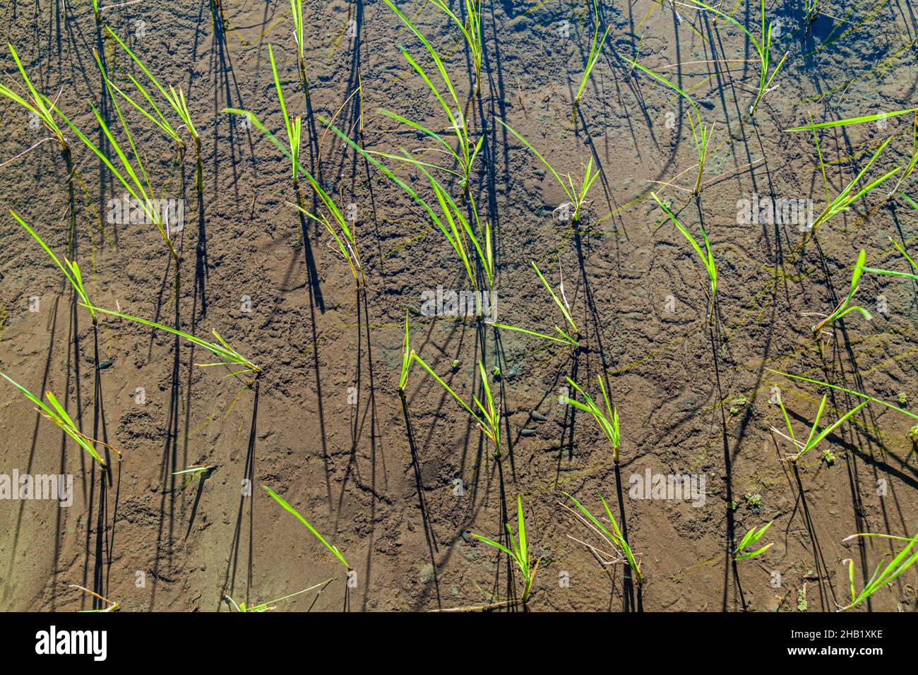 Riso appena piantato sull'isola di Luzon, Filippine Foto Stock