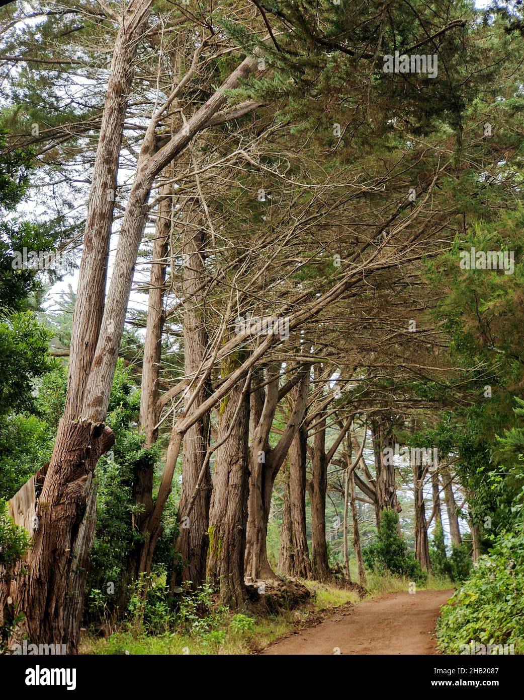 Alberi allineati lungo un sentiero Foto Stock