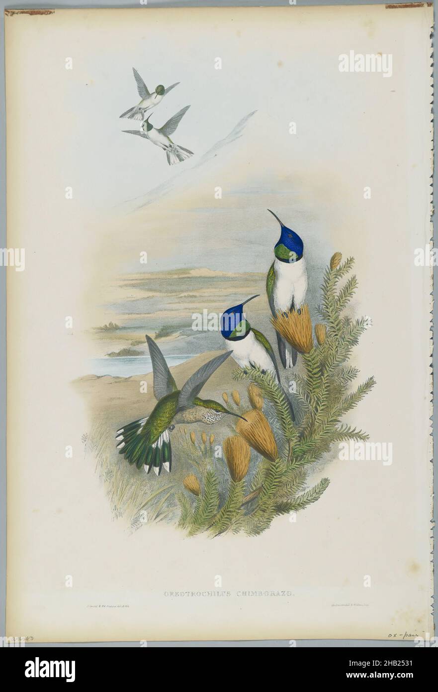Oreotrocillus Chimborazo: Hill Star, John Gould, British, 1804-1881, litografia a colori su carta ovata, 21 1/2 x 14 3/8 in., 54,6 x 36,5 cm, uccello, Uccelli, Habitat, Hill Star, Colibrì, natura, Oreotrochilus Chimborazo, Ornitologia, Ornitologia, Piante ed animali, specie, fauna selvatica Foto Stock