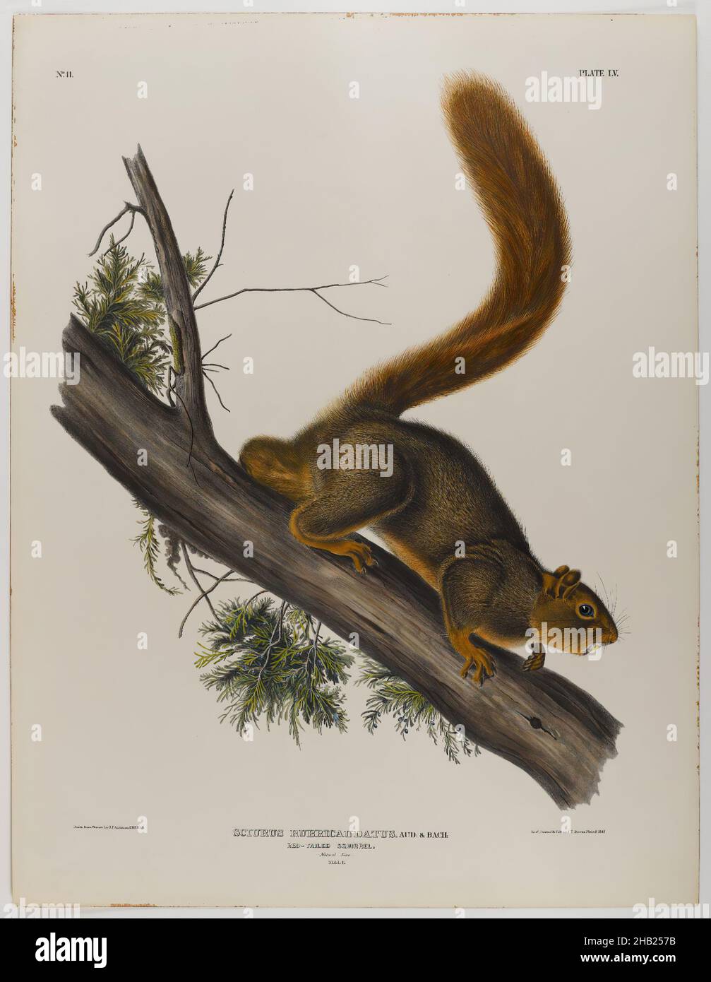 Rat marrone o norvegese, scoiattolo a coda rossa, John James Audubon, americano, nato ad Haiti, 1785-1851, litografia, 27 x 21 pollici, 68,6 x 53,3 cm, fauna, flora, arto, mammiferi, studio della natura, roditore, albero Foto Stock