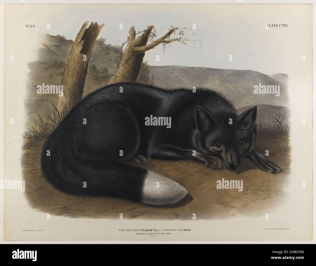 American Black or Silver Fox, John James Audubon, americano, nato Haiti, 1785-1851, Litografia, 21 x 27 pollici, 53,3 x 68,6 cm, animale, canid, fauna, flora, mammiferi, studio della natura, riposo Foto Stock