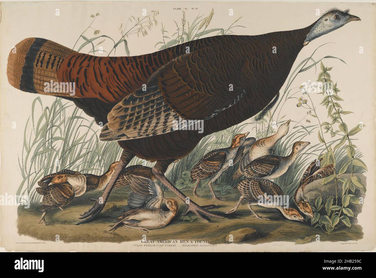 Great American Hen and Young, Aquatint, foglio: 26 1/4 x 39 3/4 in., 66,7 x 101 cm, uccelli, fauna, fuggite, flora, erbe, madre, studio della natura, ornitologia Foto Stock