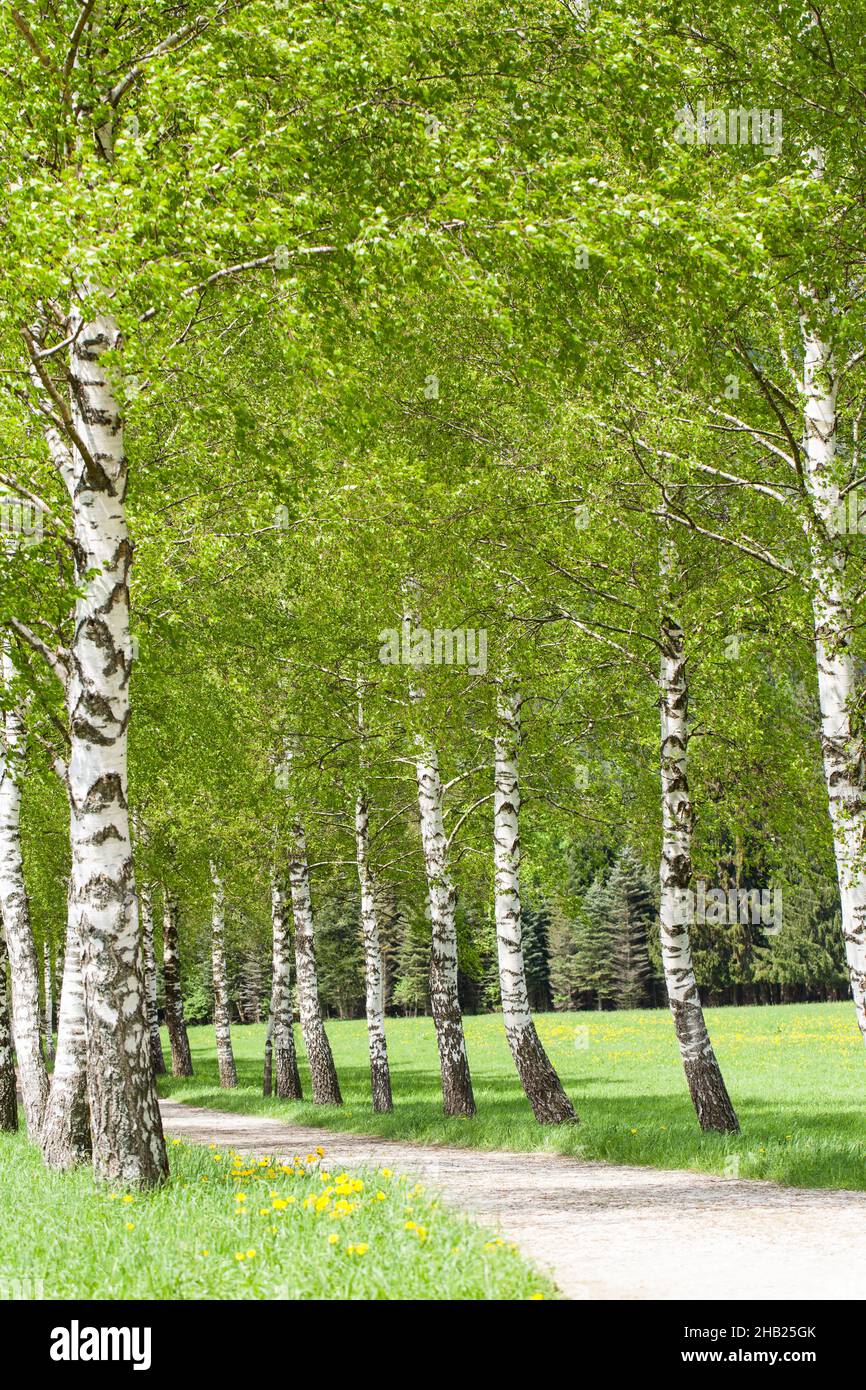 alberi di betulla, viale, strada, strada forestale, foresta, alberi, primavera, parecchi, betulla, molti, albero, percorso, prato, tronco d'albero, tronco, birches, strada, bella, Foto Stock