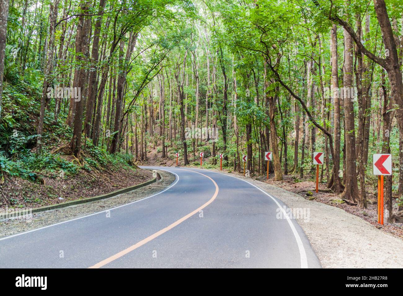 Strada attraverso Bilar Man-made Forest sull'isola di Bohol, Filippine Foto Stock