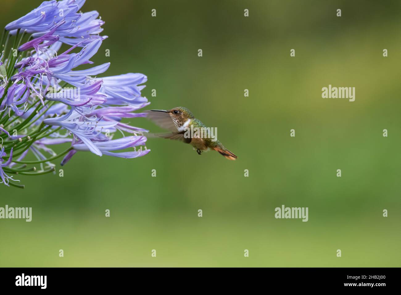 Volando Vulcano hummingbird alla ricerca di nettare Foto Stock