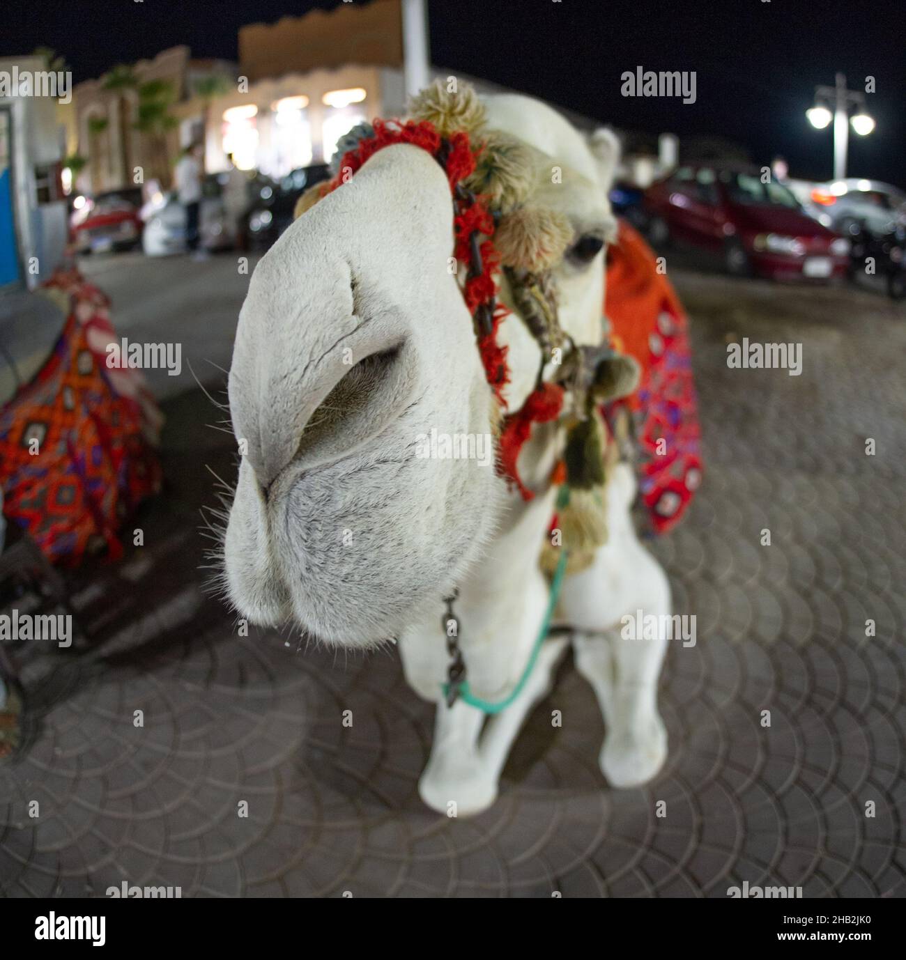 Cammello in Hurgada Egitto fotografato con obiettivo fish eye molto divertente Foto Stock