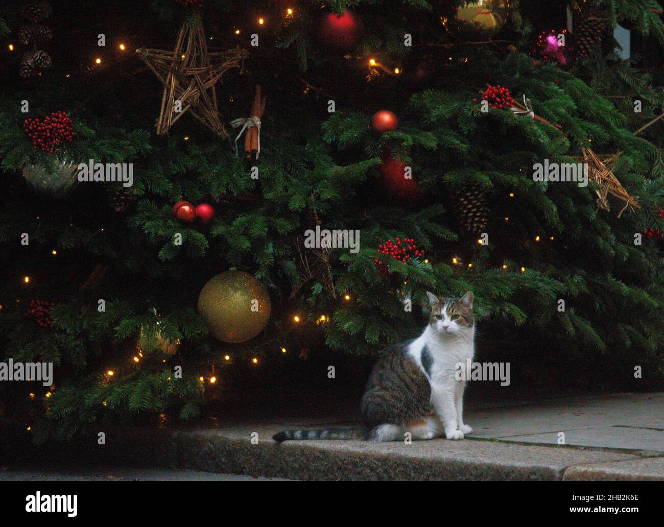 Londra, Regno Unito. 16th Dic 2021. Larry il gatto Downing Street siede sotto l'albero di Natale. Credit: Tommy London/Alamy Live News Foto Stock