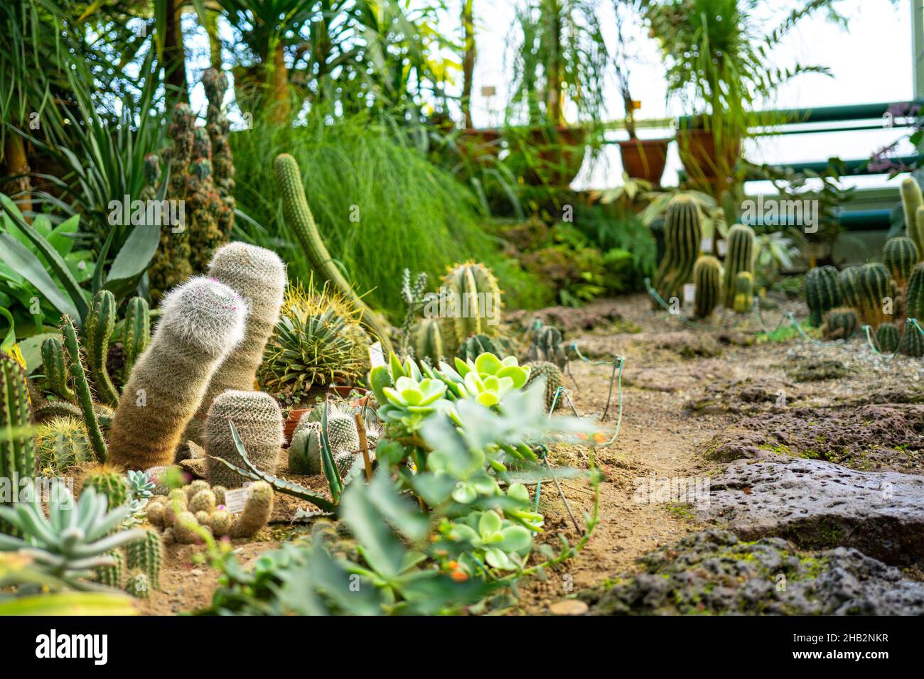 Diversi tipi di cactus del deserto o piante succulente in una serra o giardino. Concetto di giardinaggio. Foto Stock