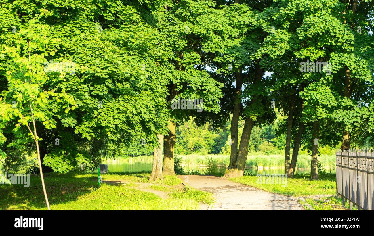 Laghetto dietro gli alberi di acero in South Park in una giornata di sole in estate, Kaliningrad, Russia. Foto Stock