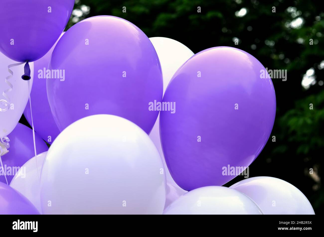 mazzo di palloncini bianchi e violetti nella festa della città contro gli alberi sfondo Foto Stock