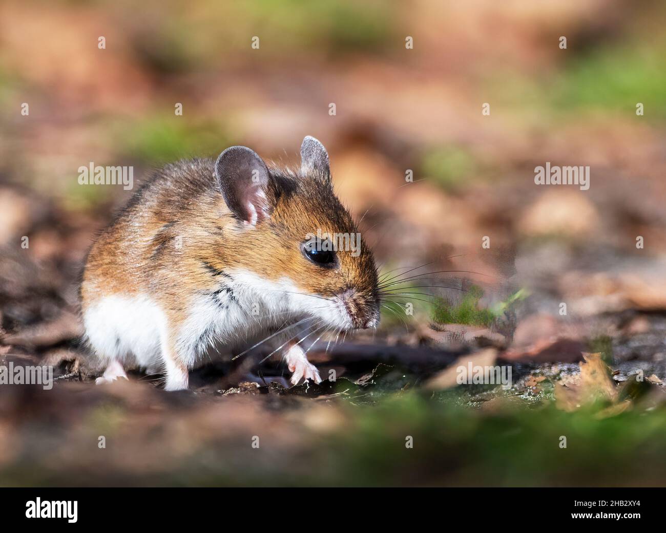 White-footed o mouse di cervo in lettiera di foglia di caduta tardiva Foto Stock