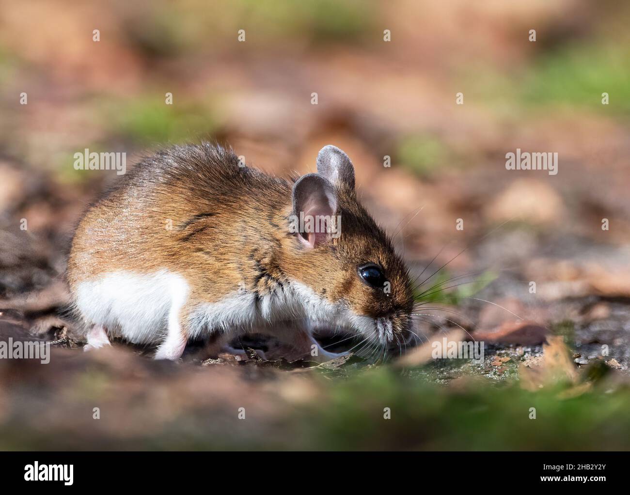White-footed o mouse di cervo in lettiera di foglia di caduta tardiva Foto Stock