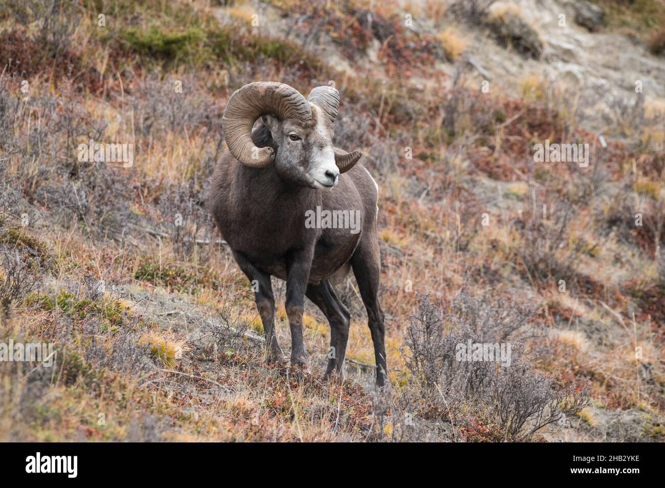Rocky Mountain Bighorn Sheep RAM (Ovis canadensis), Jasper National Park, Alberta, Canada Foto Stock