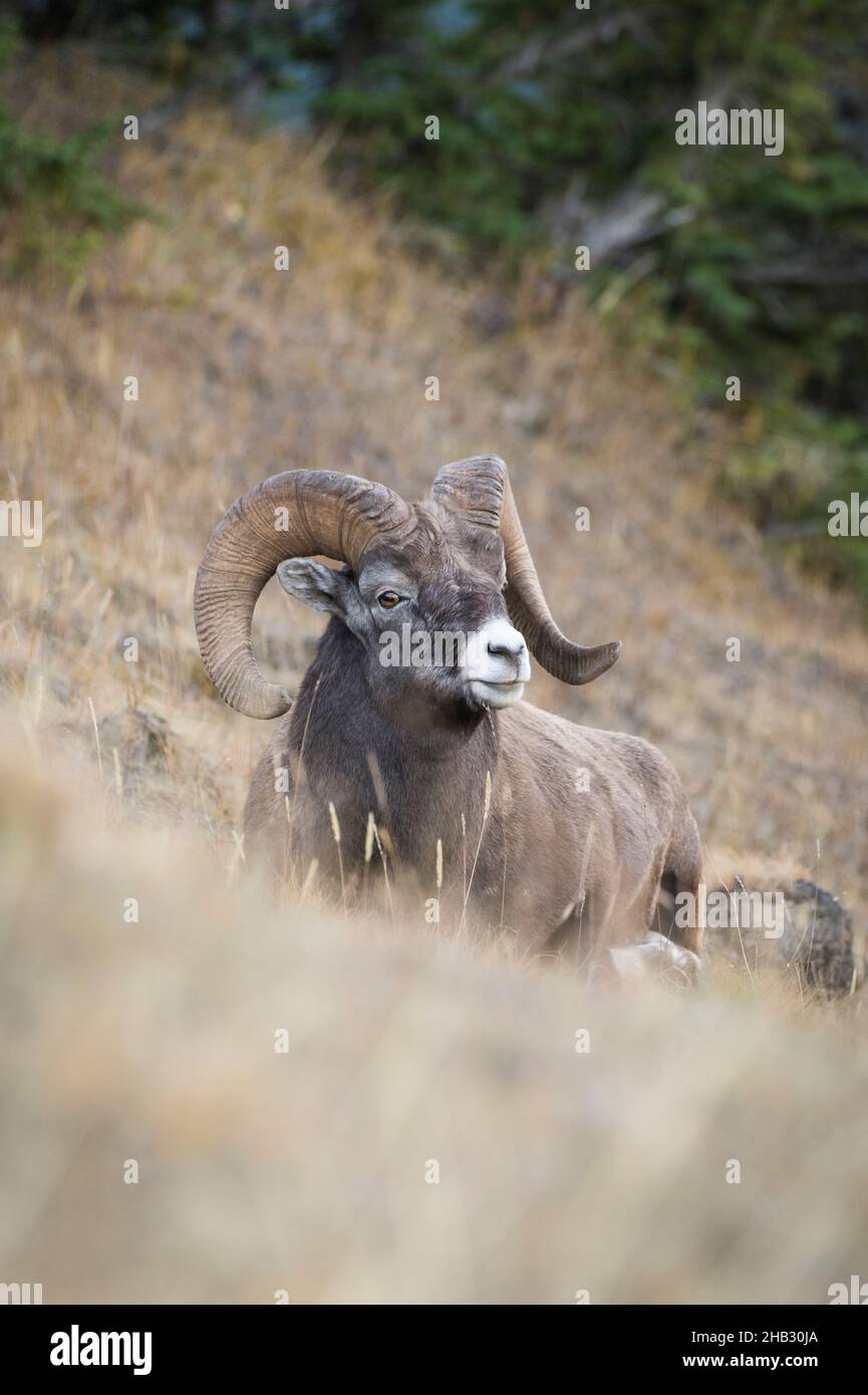 Rocky Mountain Bighorn Sheep RAM (Ovis canadensis), Jasper National Park, Alberta, Canada Foto Stock