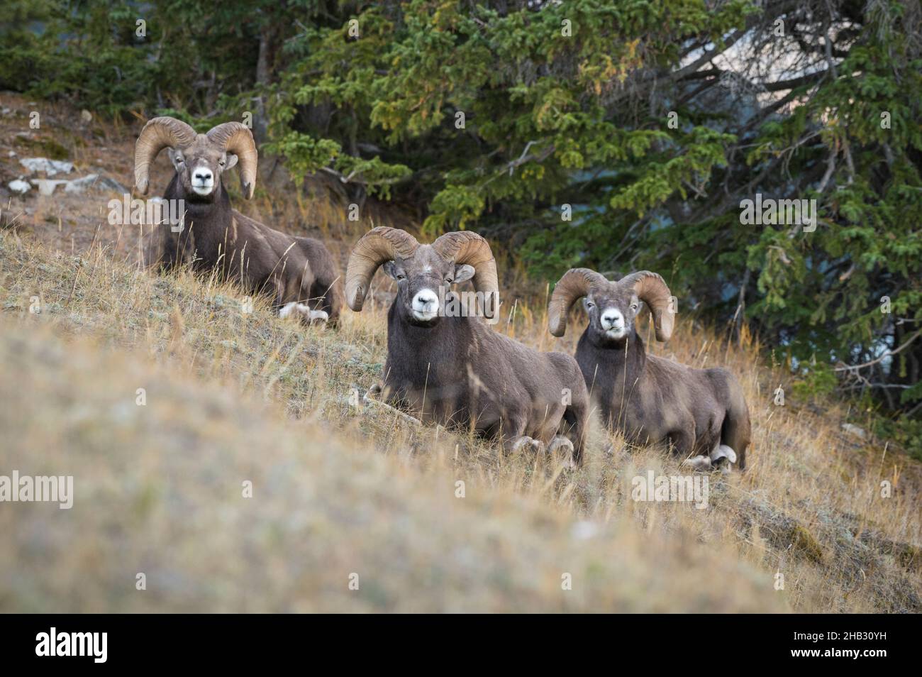Rocky Mountain Bighorn Sheep Rams (Ovis canadensis), Jasper National Park, Alberta, Canada Foto Stock