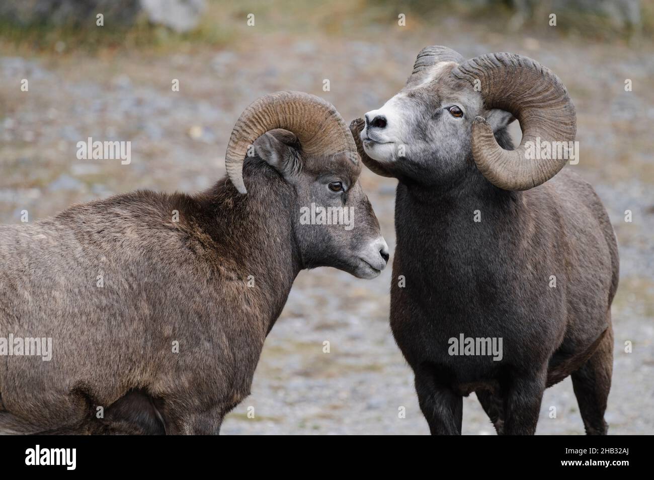 Rocky Mountain Bighorn Sheep Rams (Ovis canadensis), Jasper National Park, Alberta, Canada Foto Stock