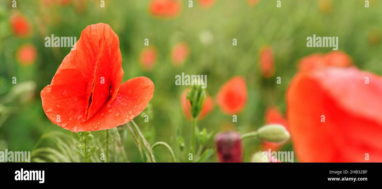 Fiori di papavero rosso brillante, petali bagnati dalla pioggia, crescendo in campo di grano verde non maturo Foto Stock