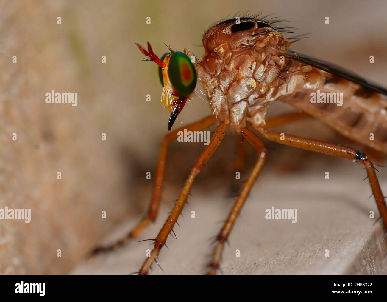 Dasypogoninae, comunemente noto come rapina volare o assassina volare. Foto Stock