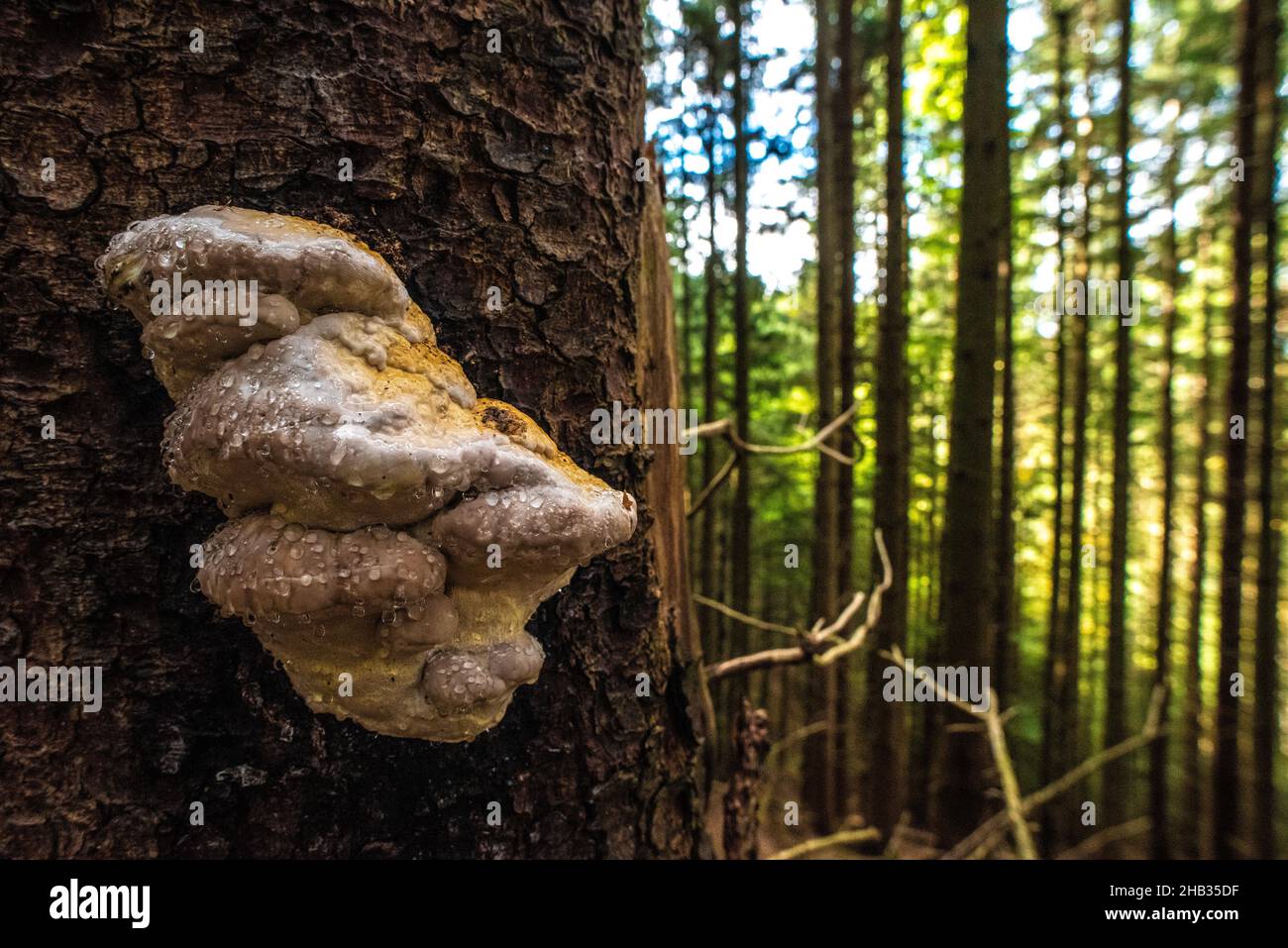 Un panoramico polipore dopo la pioggia in una foresta alpina, Germania Foto Stock