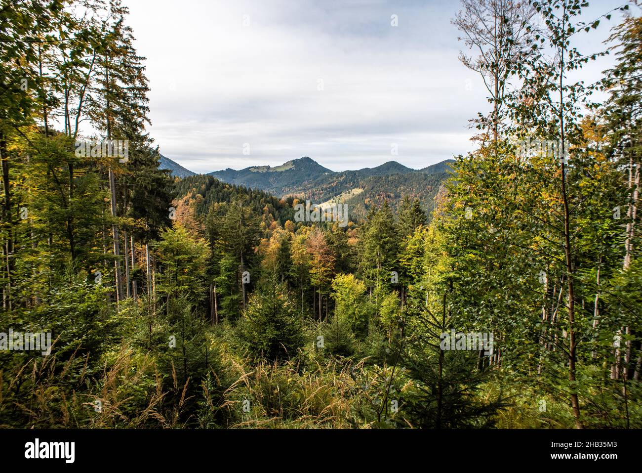Foresta panoramica vicino al lago Schliersee in Baviera, Germania Foto Stock