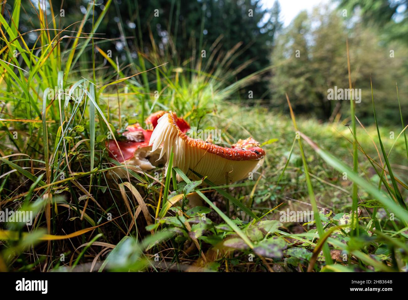 Bellissimo fungo di toadstool nella foresta vicino al lago Schliersee in Baviera, Germania Foto Stock