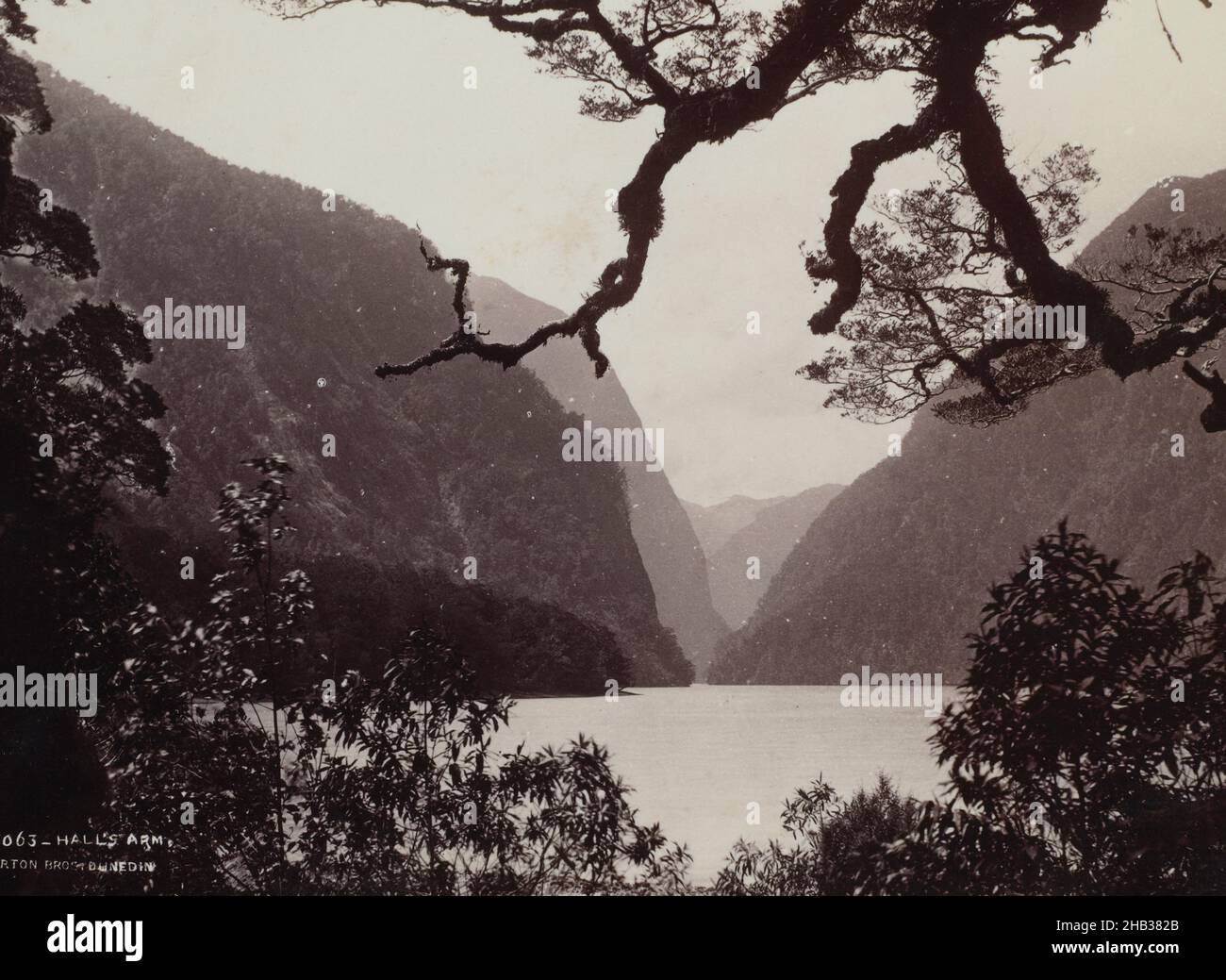 Hall's Arm, studio Burton Brothers, studio fotografico, 1885, Dunedin, Processo di albume, Vista di immagine incorniciata da cespuglio, albero sovrastante in vista. Valli sullo sfondo affiancate da alte colline, lago al centro dell'immagine Foto Stock