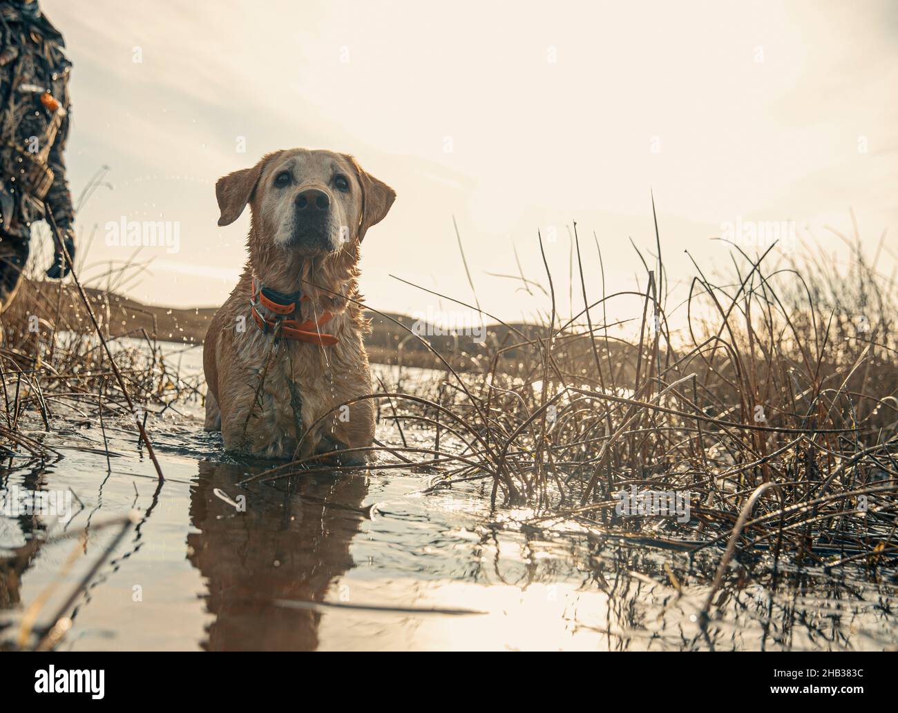 Anatra caccia cane guado in acqua Foto Stock