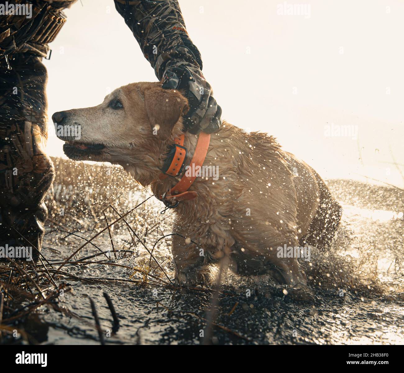 Anatra Caccia cane in acqua Foto Stock