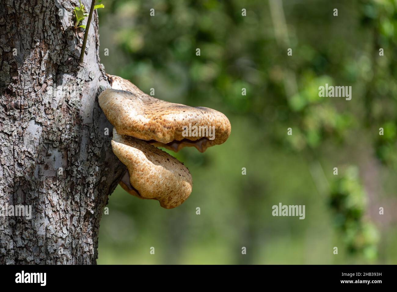 Primo piano di funghi da staffa che crescono su un vecchio albero di mele Foto Stock