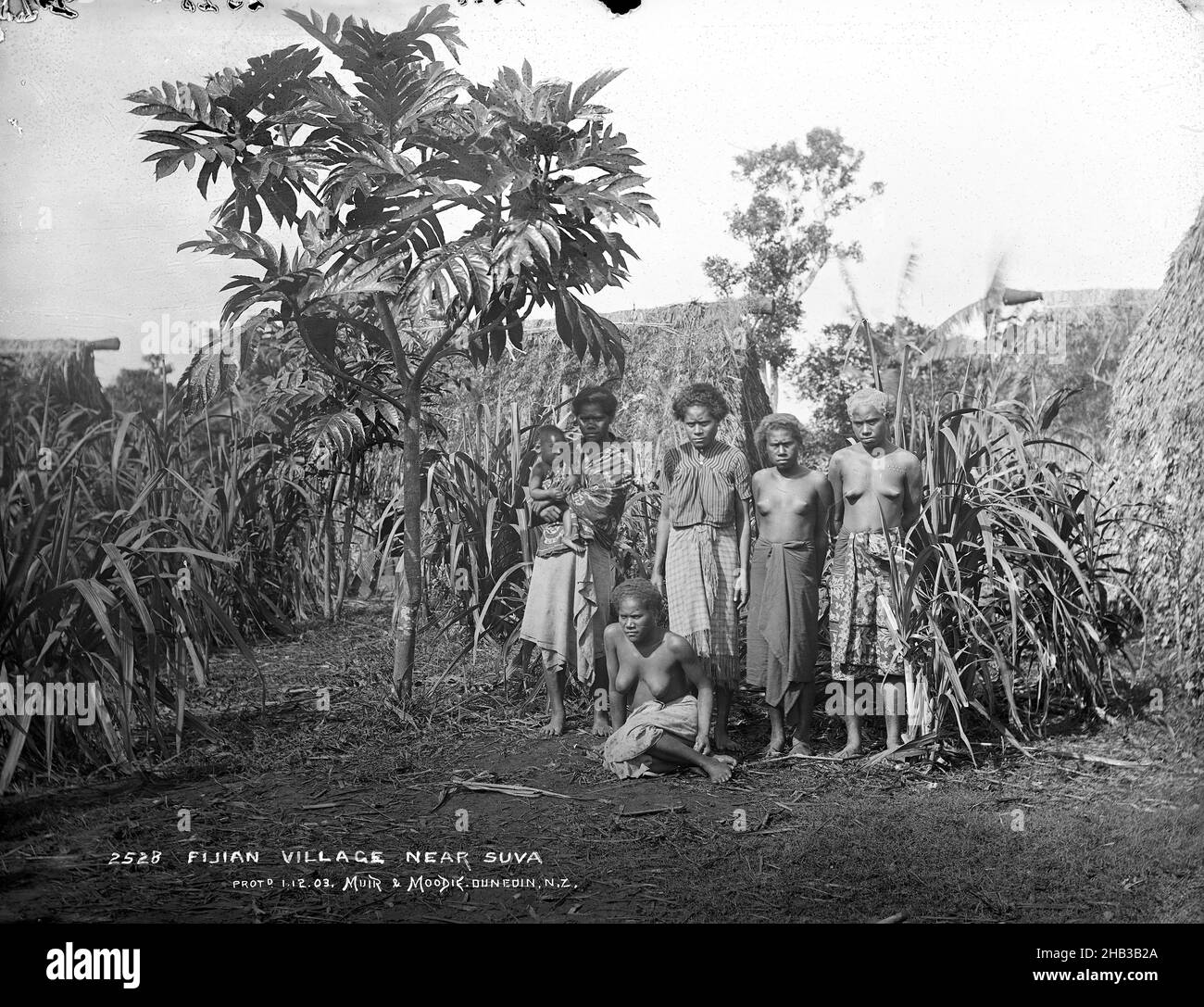 Fijian Village vicino Suva, studio Burton Brothers, studio fotografico, 12 luglio 1884, Nuova Zelanda, Fotografia in bianco e nero, una donna seduta di fronte a quattro donne in standiing, una con il bambino nelle sue braccia. Un piccolo albero di breadfruit sta ombreggiando la donna con il bambino, dietro c'è un boschetto di piante di zucchero e tre bure Foto Stock