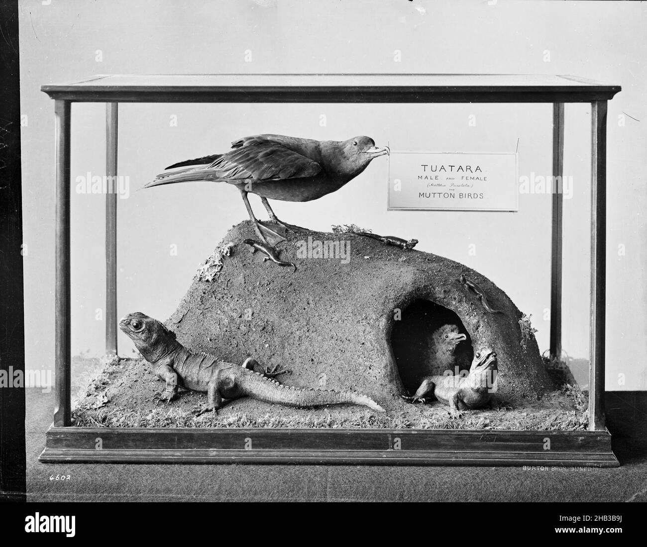 [Tuatara and Mutton Birds], studio Burton Brothers, studio fotografico, 1889, Dunedin, Fotografia in bianco e nero, vetrina museale con insegna all'interno lettura 'Otago University Museum - Tuatara maschio e femmina (Hattakia Punetata) e Mutton Birds Foto Stock