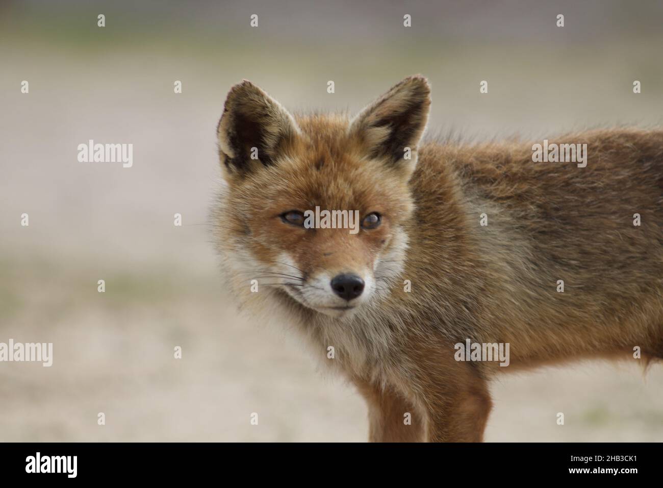 Primo piano di una volpe con sfondo sfocato Foto Stock