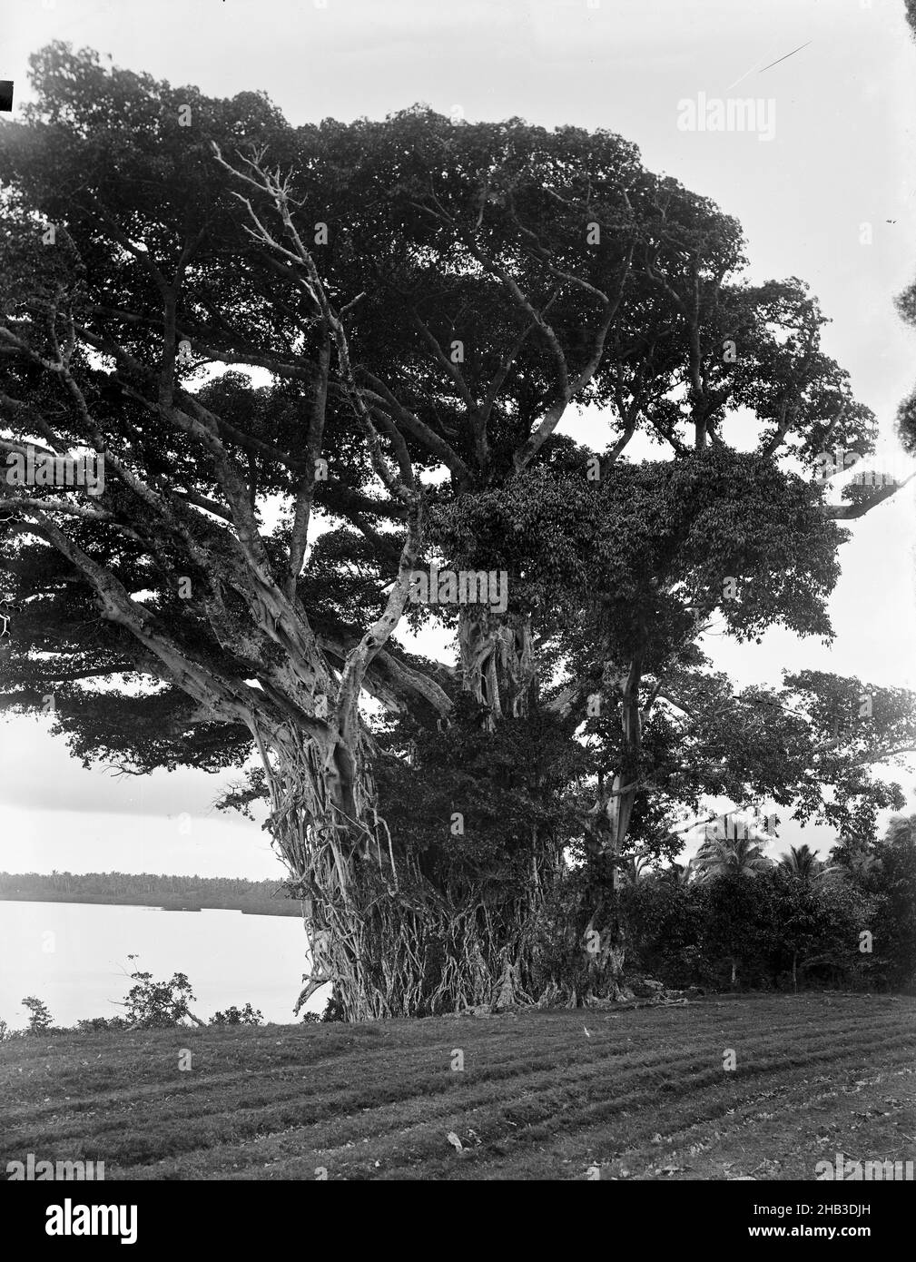[Banyan Tree], studio Burton Brothers, studio fotografico, 28 luglio 1884, Dunedin, Fotografia in bianco e nero, grande albero banyan sulla riva con mare dietro e una radura davanti. Terra alta in lontananza Foto Stock